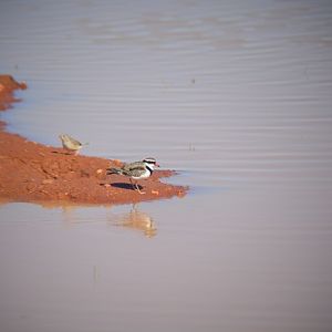 Black-fronted dotterel.