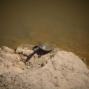 Krefft's turtle.   Inland SW Ql'd