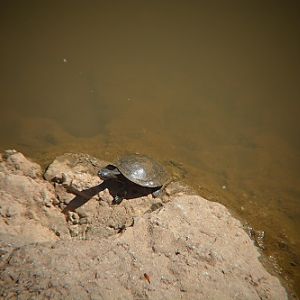 Krefft's turtle 2