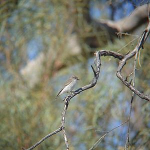 Jacky winter.  (Flycatcher)