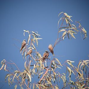 White-browed woodswallows.