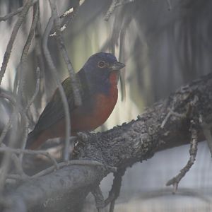 Painted Bunting