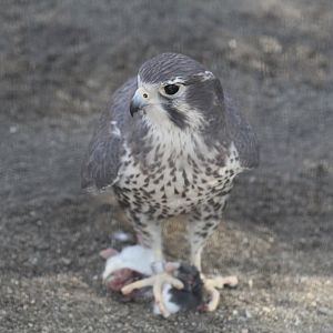 Prairie Falcon