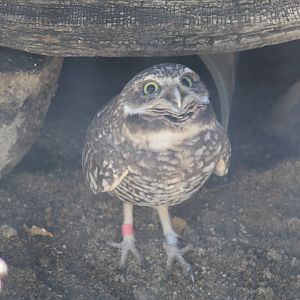 Burrowing Owl