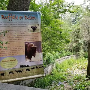 Buffalo or bison sign
