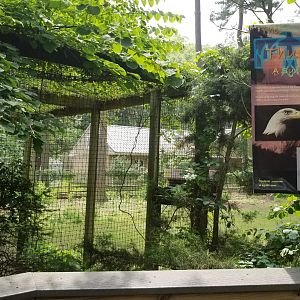 Bald eagle enclosure