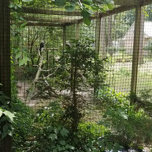 Another view of bald eagles