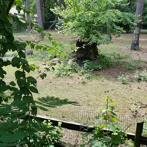 Back of S.america enclosure