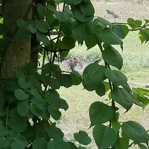 Capybara playing in mud