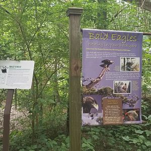 Bald eagle signs