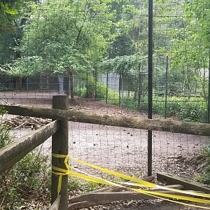 White-tailed deer yard