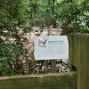 White-tailed deer sign