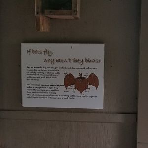 Small sign about bats