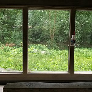 View of red wolf exhibit