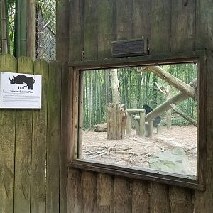 Glass window for bear viewing