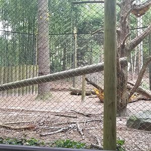 Andean bear enclosure