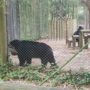 Andean bears
