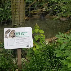 River otters sign