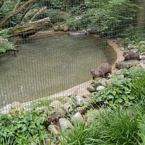 Right side of otter enclosure