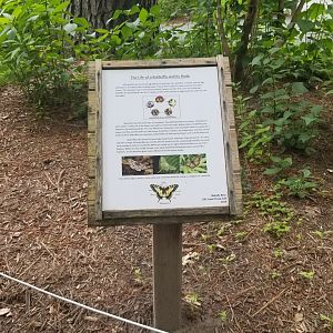 Butterflies sign