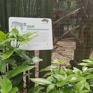 Ocelot sign