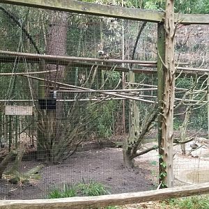 South American duck enclosure