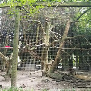 Coati enclosure