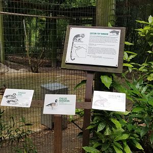 Signs for cotton-top tamarin, brazilian agouti, ringed teal, chiloe widgeon