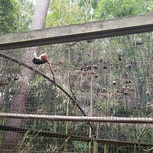 Cotton-top tamarins