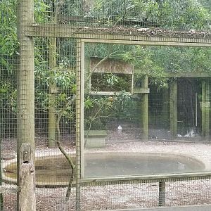 N. American ducks exhibit, left side