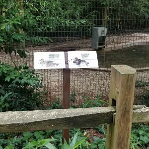 American widgeon, lesser scaup signs