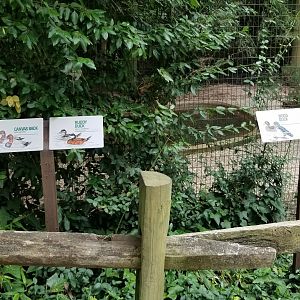 Signs for canvas back, ruddy duck, wood duck, bufflehead