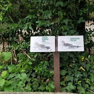 Green-winged teal, northern pintail signs
