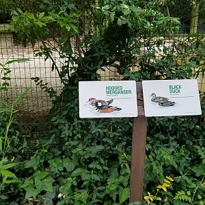 Hooded merganser, black duck signs