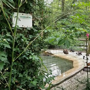 N. American ducks, yellow-crowned night heron sign