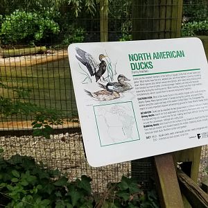 North american ducks sign
