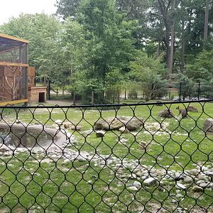 View of wallabies from viewing area