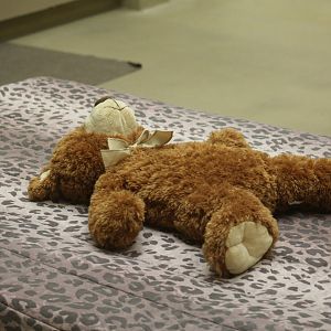 Animal Hospital Patient