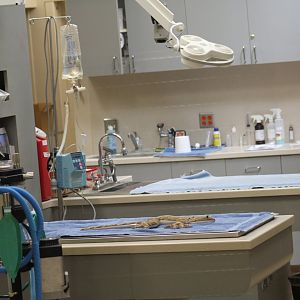 Animal Hospital Examination In-Progress