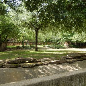 5/21/2018 - Mountain Bongo Paddock