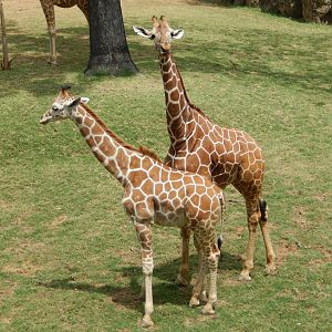 5/21/2018 - Reticulated Giraffes