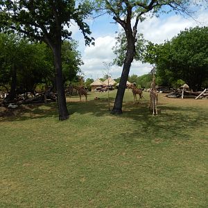 5/21/2018 - Savanna Habitat