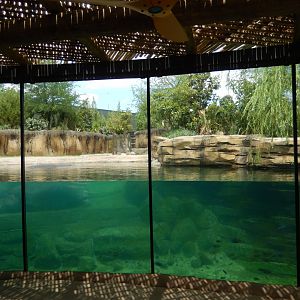 5/21/2018 - Nile Hippo Habitat