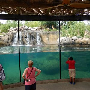 5/21/2018 - Nile Hippo Habitat