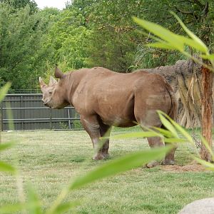 5/21/2018 - Southern Black Rhinoceros