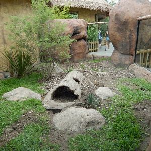 5/21/2018 - Meerkat Habitat