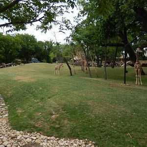 5/21/2018 - Savanna Habitat