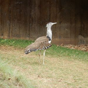 5/21/2018 - Kori Bustard