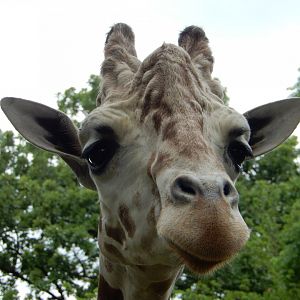 5/21/2018 - Male Reticulated Giraffe