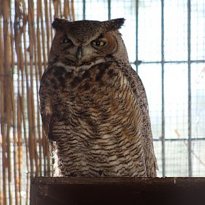 Great Horned Owl